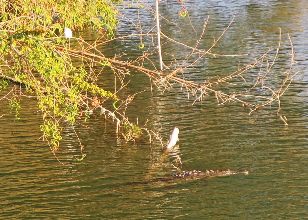 Crocodile in Puerto Vallarta river